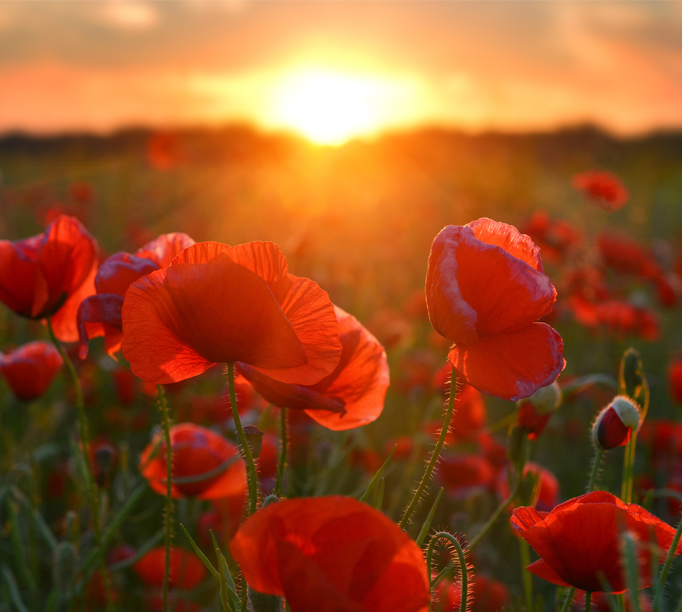 AnzacDay_2018_682x612